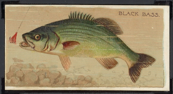 Black Bass